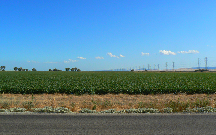 willows horiz0ntal, spring 2009